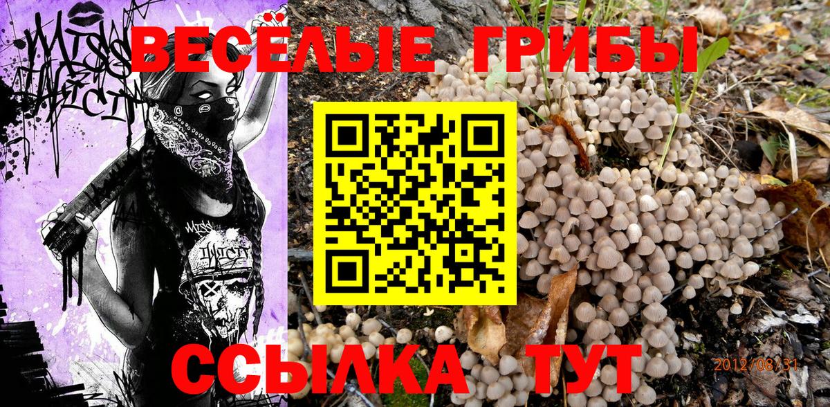 Галлюциногенные грибы Psilocybe Кузнецк